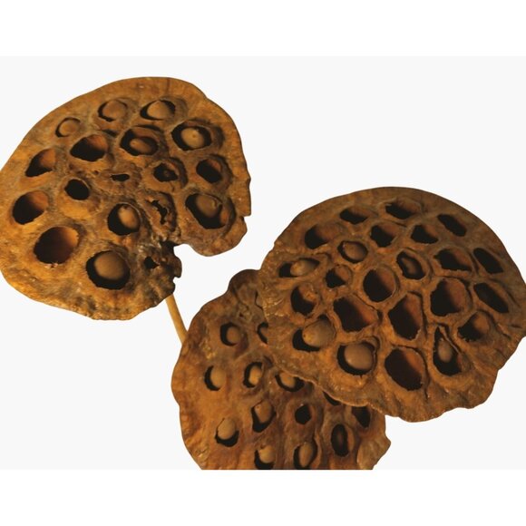 Dried Lotus Pods Stems Crafts Home Floral Decor Natural Brown Lot 3 - Picture 4 of 8